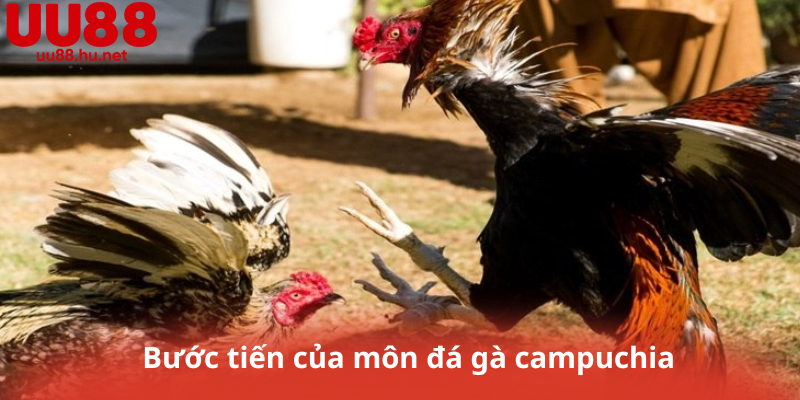 Bước tiến của môn đá gà campuchia