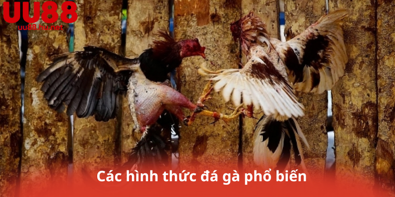 Các hình thức đá gà phổ biến