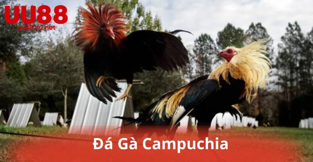 Đá Gà Campuchia