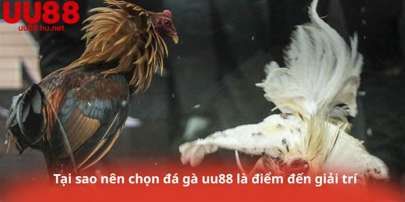 Tại sao nên chọn đá gà uu88 là điểm đến giải trí 